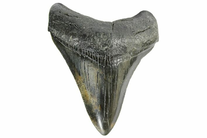 Fossil Megalodon Tooth - South Carolina #170452
